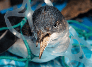 Beyond Recovery: Why Plastic Pollution Requires System-Wide Solutions