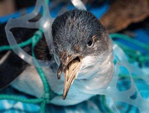 Beyond Recovery: Why Plastic Pollution Requires System-Wide Solutions